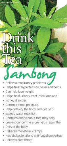 Sambong: Your Guide to Home Remedies and Natural Healing.
